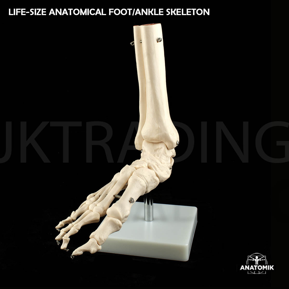 Life-Size Foot & Ankle Joint Anatomy Model for medical and anatomy education