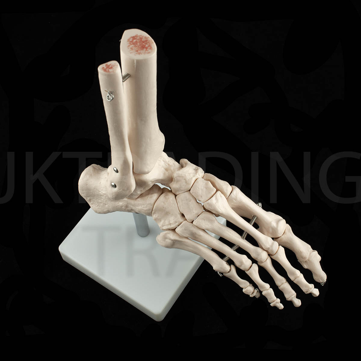 Life-Size Foot & Ankle Joint Anatomy Model for medical and anatomy education