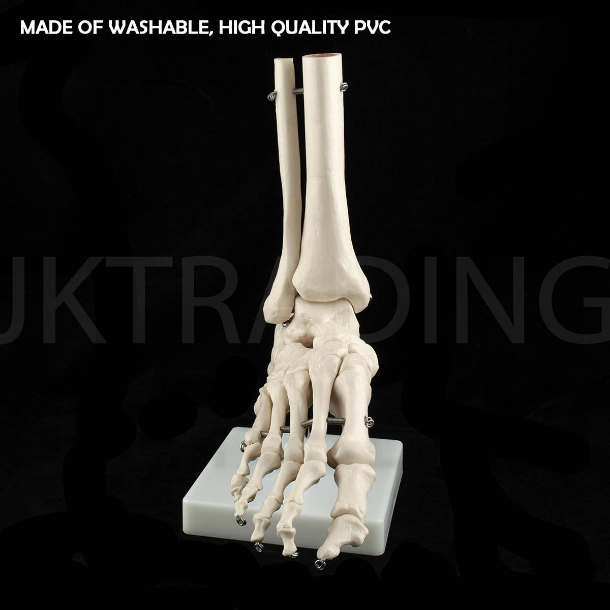 Life-Size Foot & Ankle Joint Anatomy Model for medical and anatomy education