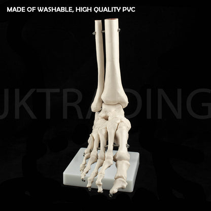 Life-Size Foot & Ankle Joint Anatomy Model for medical and anatomy education