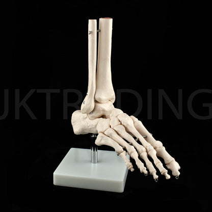 Life-Size Foot & Ankle Joint Anatomy Model for medical and anatomy education