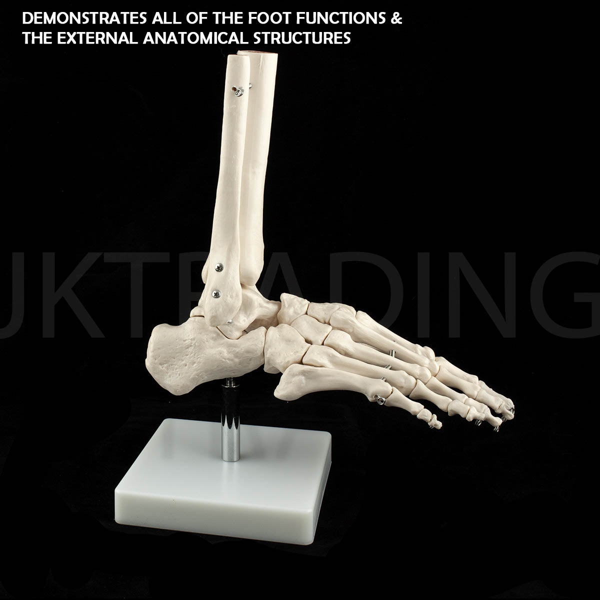 Life-Size Foot & Ankle Joint Anatomy Model for medical and anatomy education