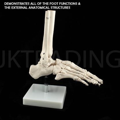 Life-Size Foot & Ankle Joint Anatomy Model for medical and anatomy education