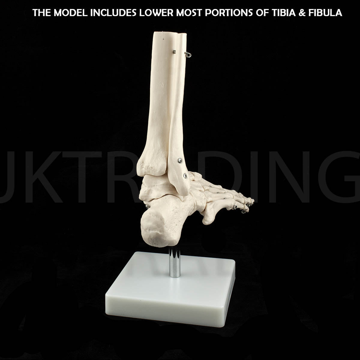 Life-Size Foot & Ankle Joint Anatomy Model for medical and anatomy education