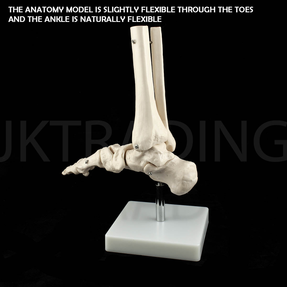 Life-Size Foot & Ankle Joint Anatomy Model for medical and anatomy education