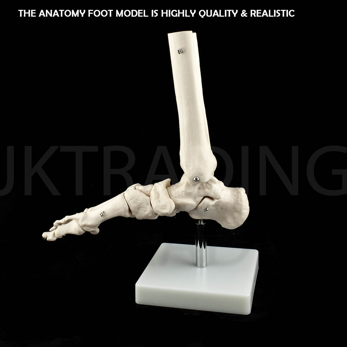 Life-Size Foot & Ankle Joint Anatomy Model for medical and anatomy education