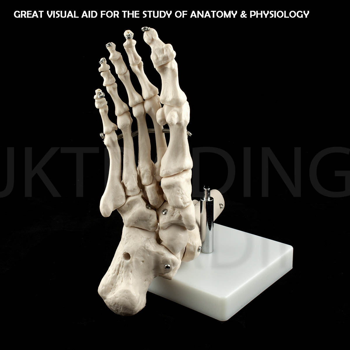 Life-Size Foot & Ankle Joint Anatomy Model for medical and anatomy education