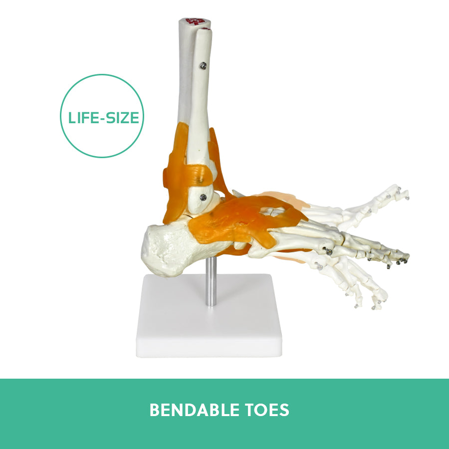 Foot Ligament Anatomy Model – Podiatry Teaching Aid