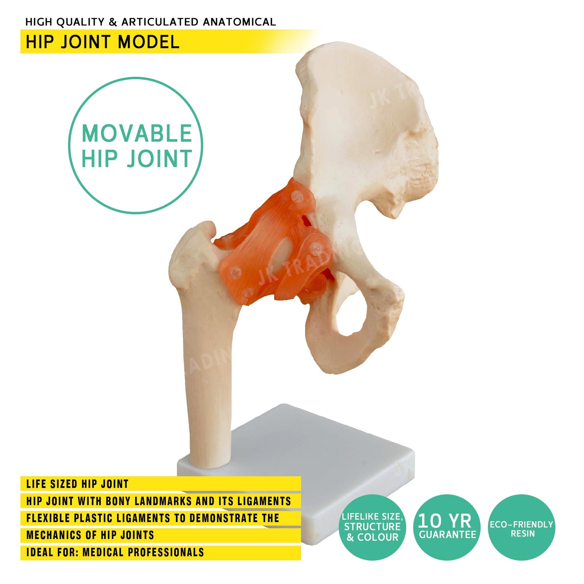 Human Hip Joint Anatomy Model for medical and anatomy education