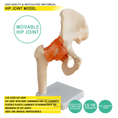 Human Hip Joint Anatomy Model for medical and anatomy education
