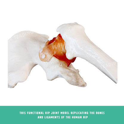 Human Hip Joint Anatomy Model for medical and anatomy education