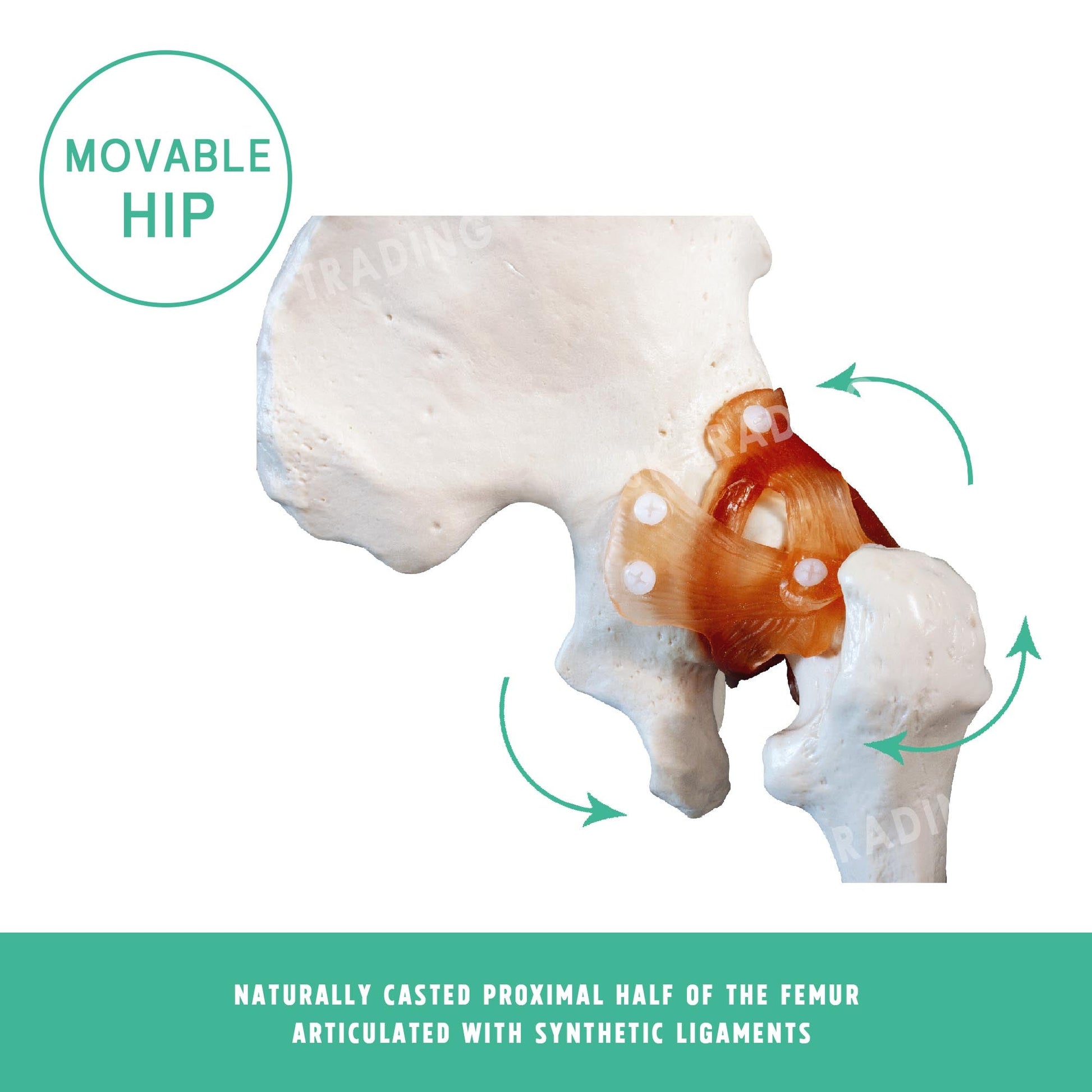 Human Hip Joint Anatomy Model for medical and anatomy education