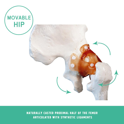Human Hip Joint Anatomy Model for medical and anatomy education