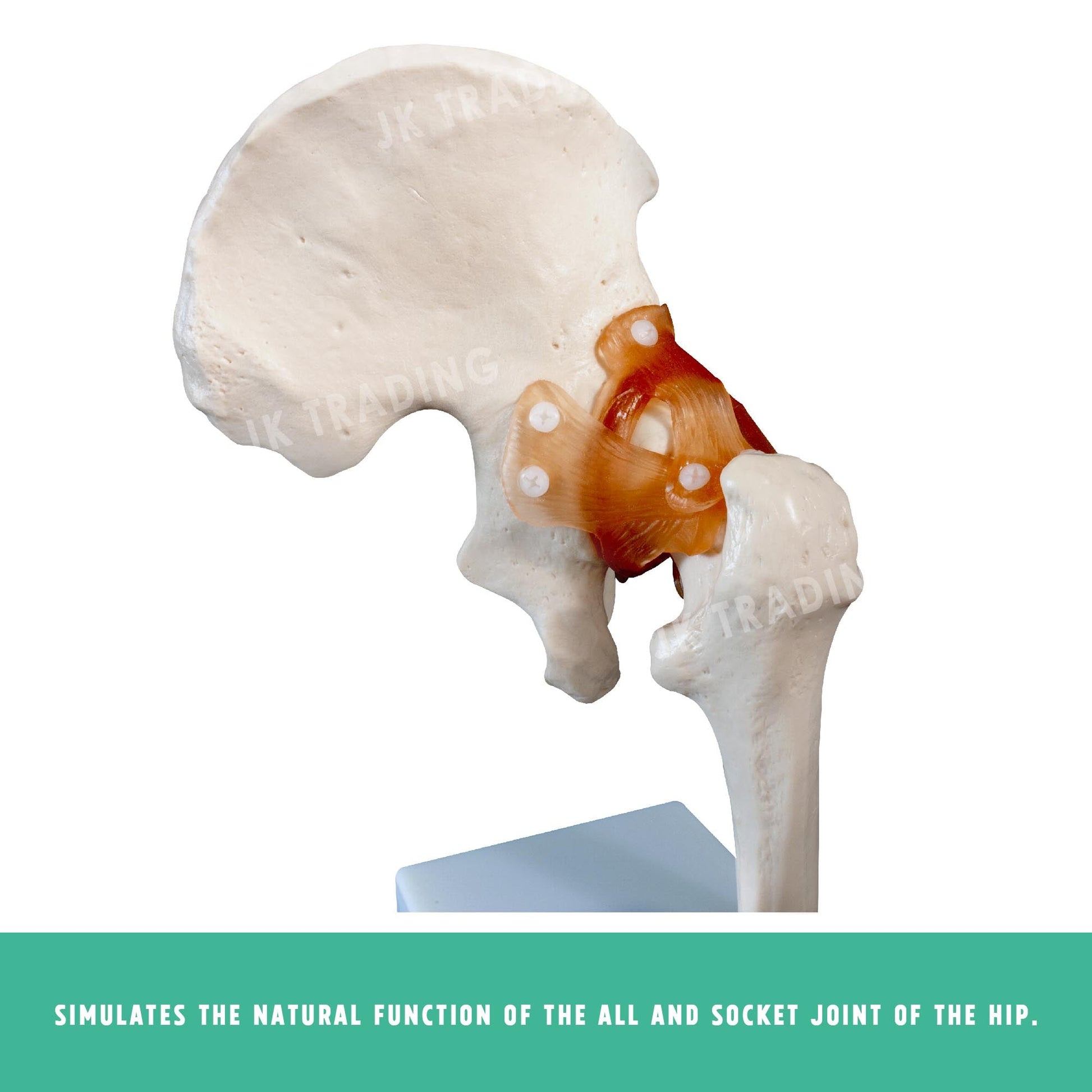 Human Hip Joint Anatomy Model for medical and anatomy education