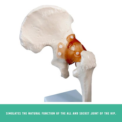 Human Hip Joint Anatomy Model for medical and anatomy education