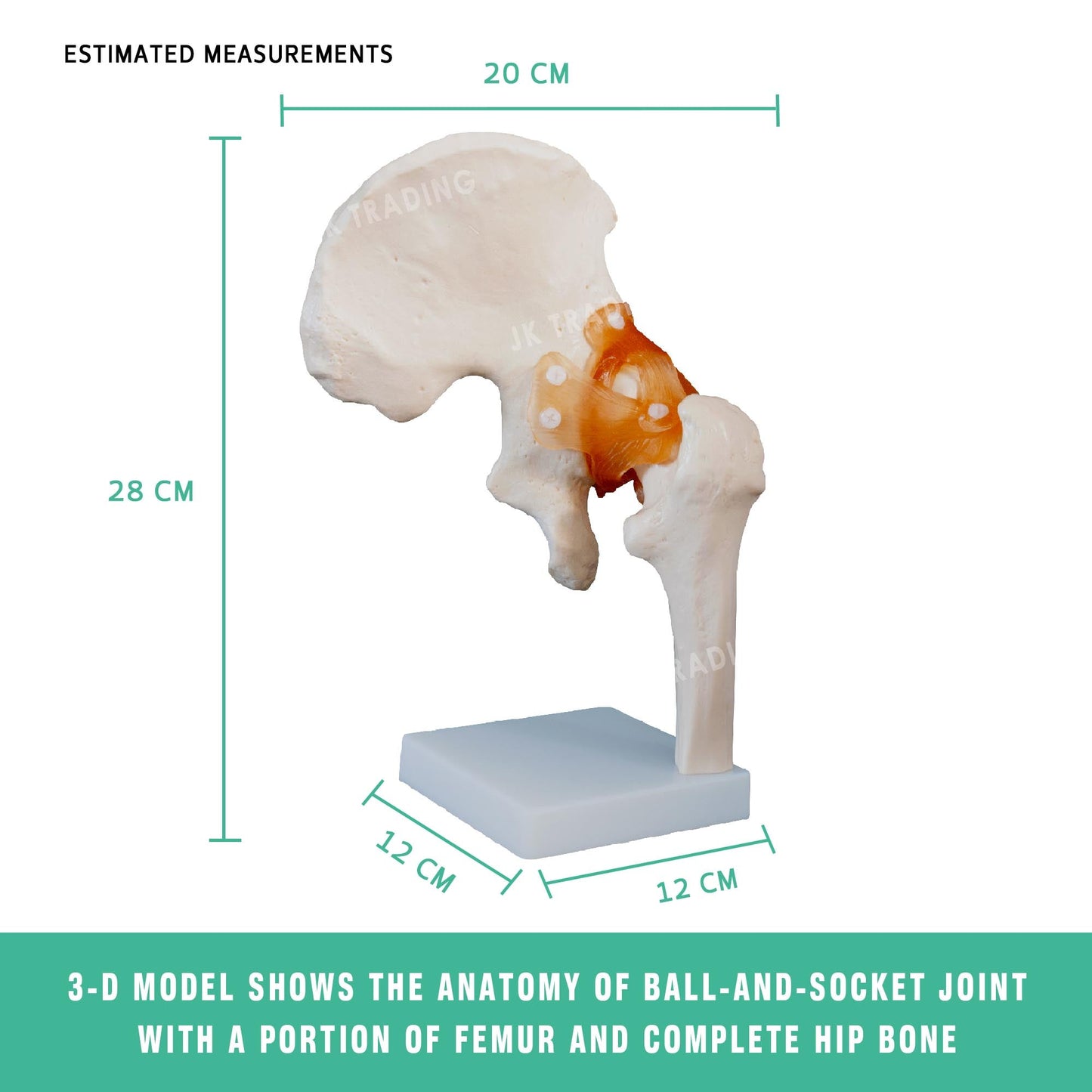 Human Hip Joint Anatomy Model for medical and anatomy education