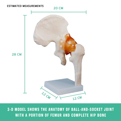 Human Hip Joint Anatomy Model for medical and anatomy education