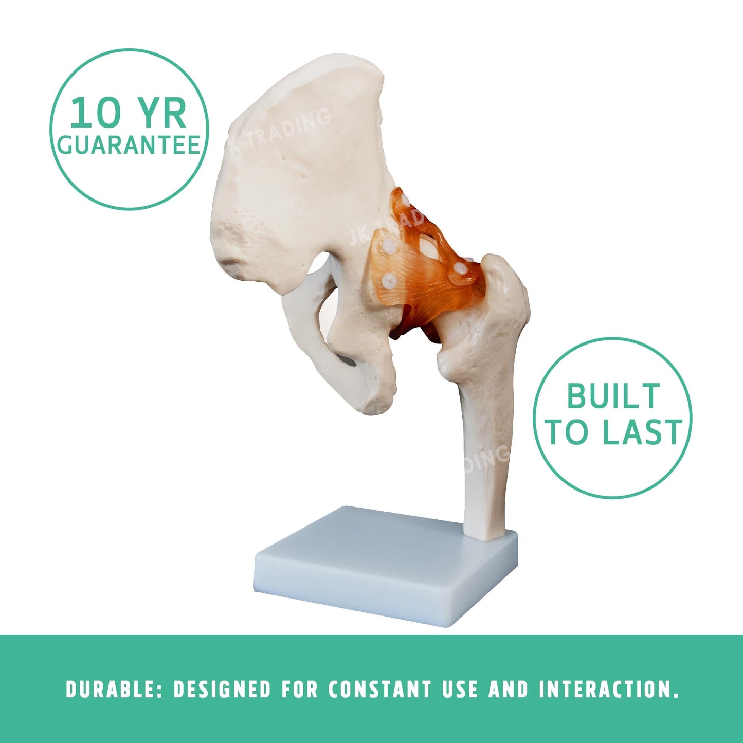 Human Hip Joint Anatomy Model for medical and anatomy education