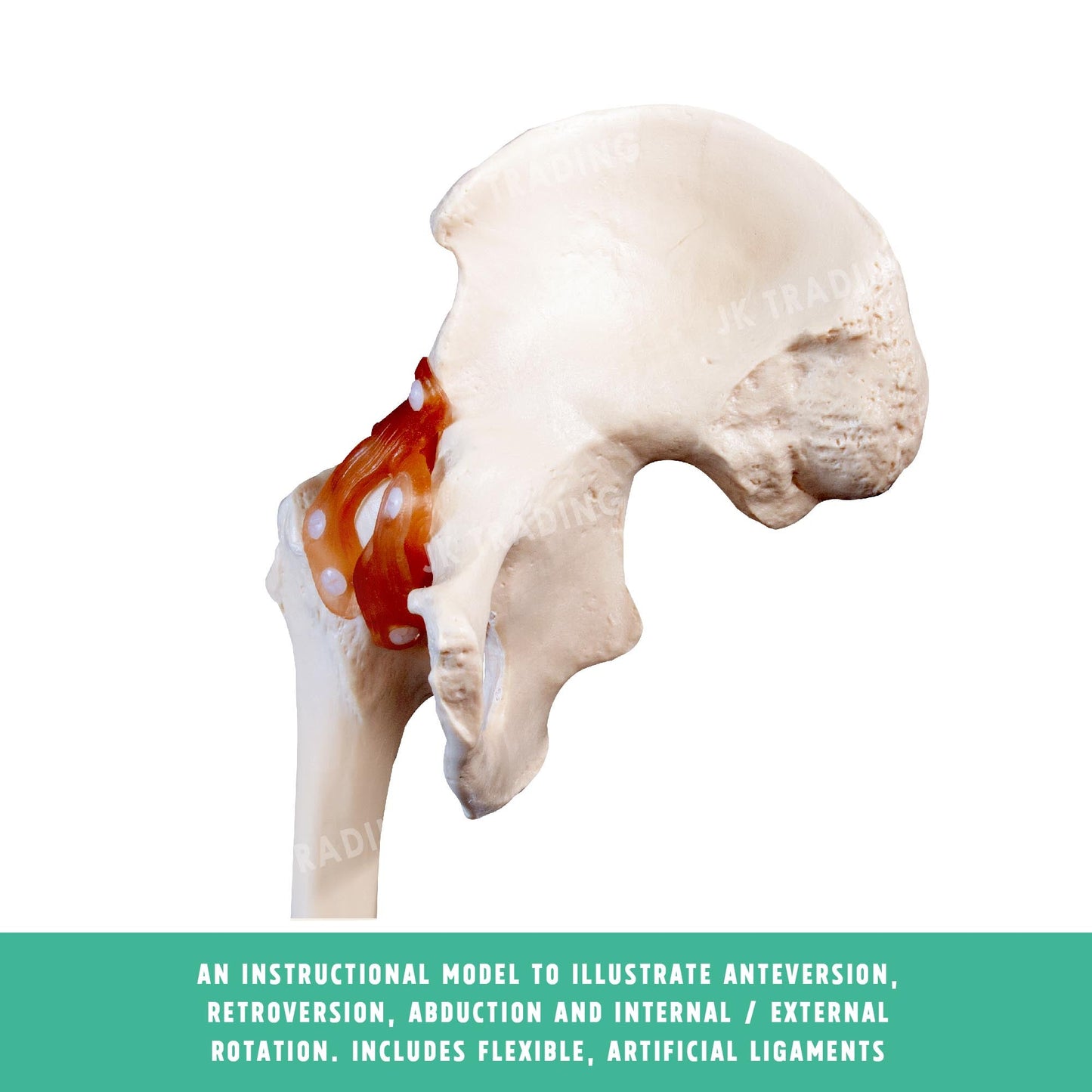 Human Hip Joint Anatomy Model for medical and anatomy education