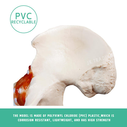 Human Hip Joint Anatomy Model for medical and anatomy education