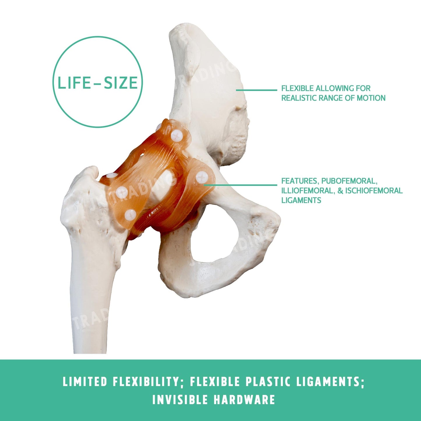 Human Hip Joint Anatomy Model for medical and anatomy education