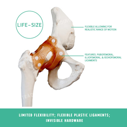 Human Hip Joint Anatomy Model for medical and anatomy education
