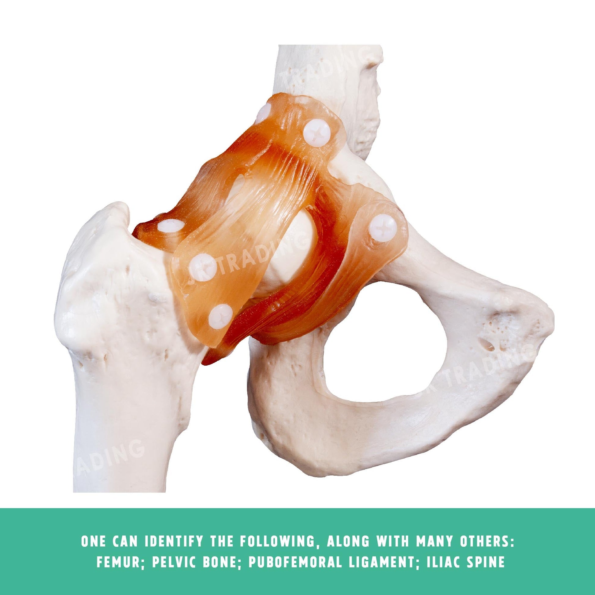 Human Hip Joint Anatomy Model for medical and anatomy education