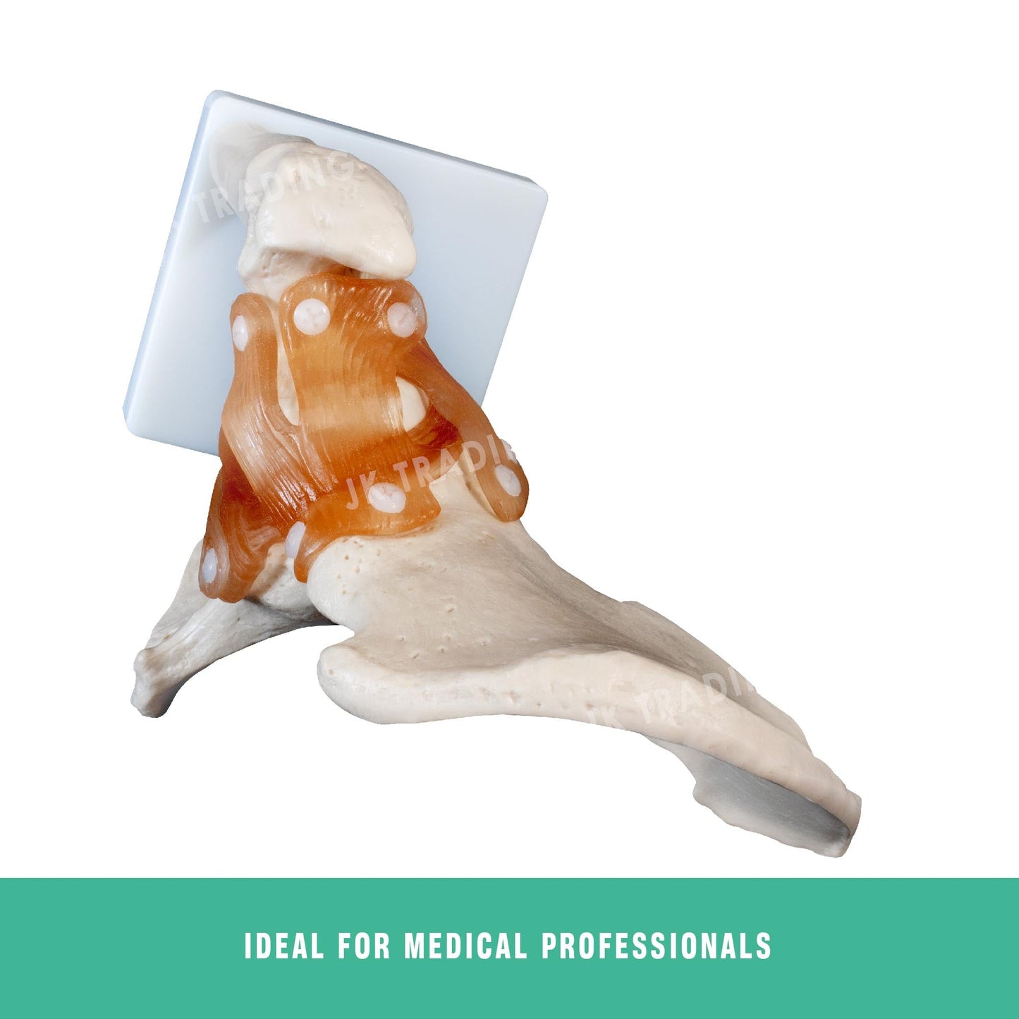 Human Hip Joint Anatomy Model for medical and anatomy education
