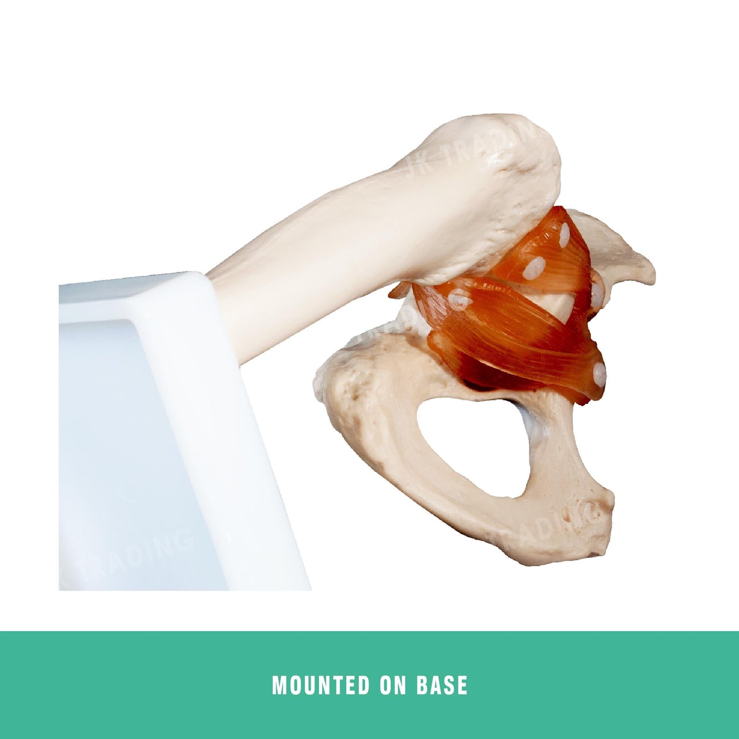 Human Hip Joint Anatomy Model for medical and anatomy education