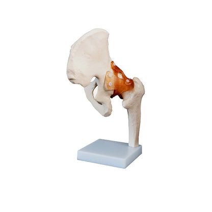 Human Hip Joint Anatomy Model for medical and anatomy education