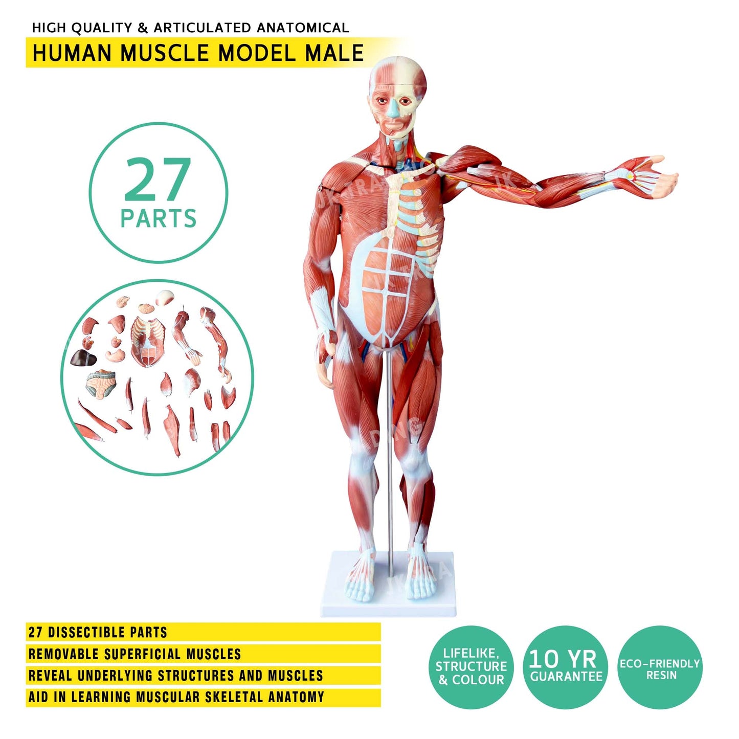80cm Male Muscle Anatomy Model for medical and anatomy education