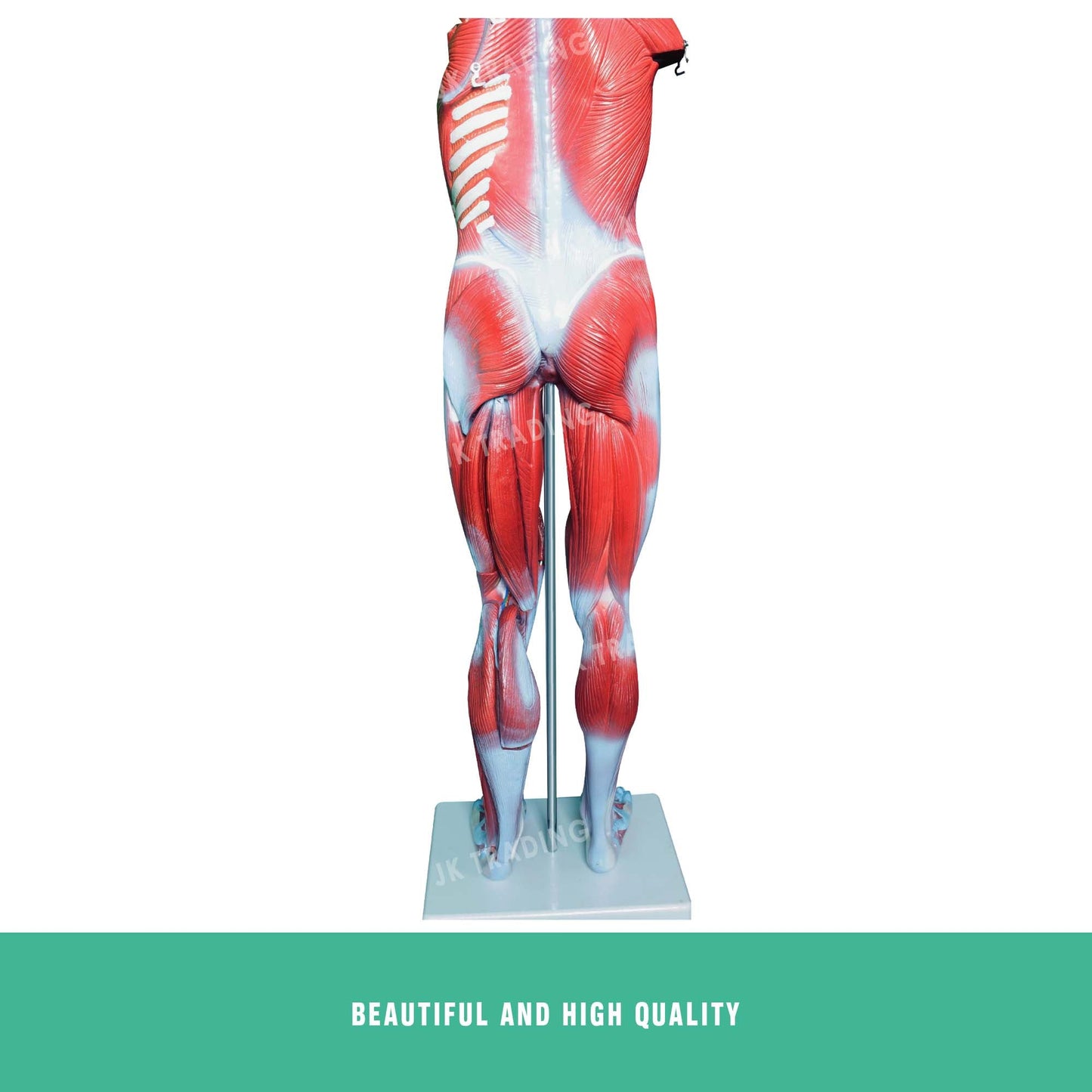 80cm Male Muscle Anatomy Model for medical and anatomy education