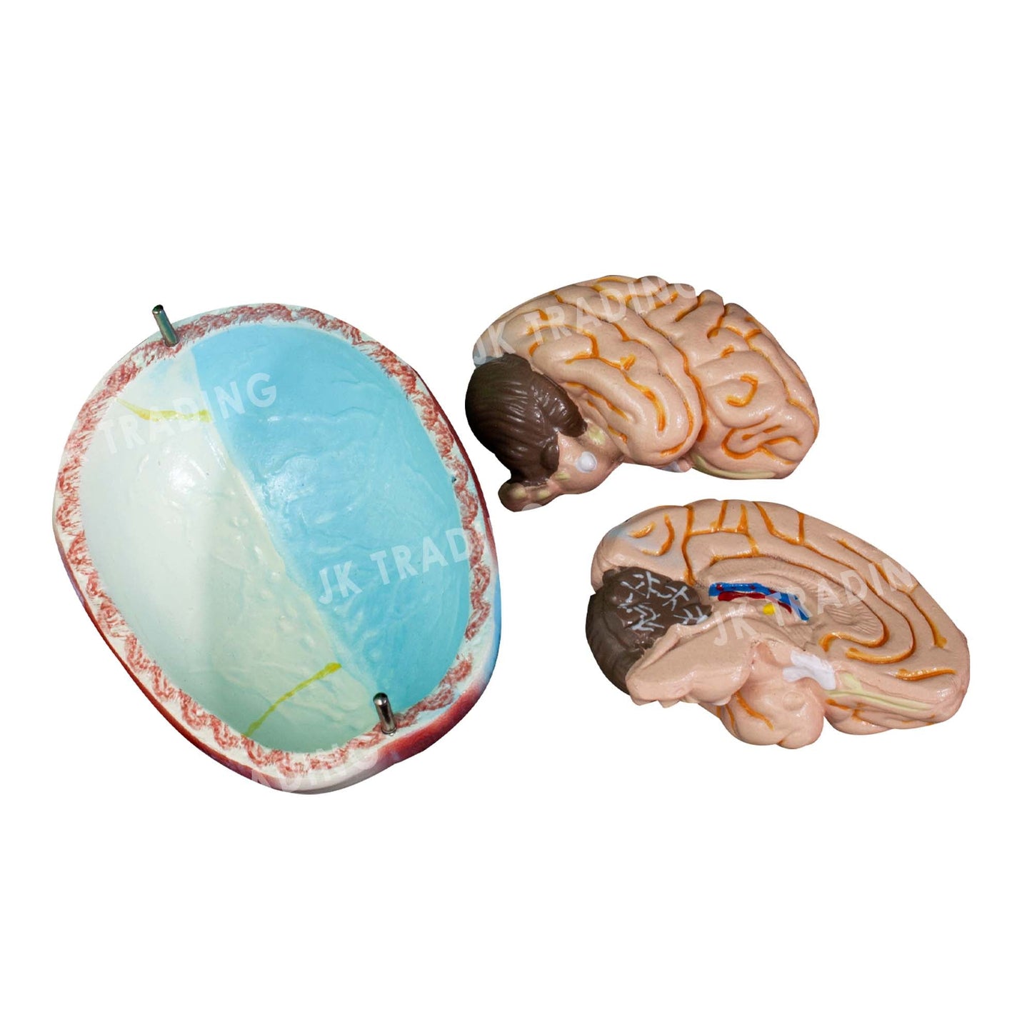 80cm Male Muscle Anatomy Model for medical and anatomy education
