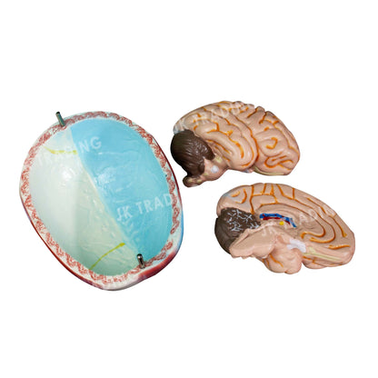 80cm Male Muscle Anatomy Model for medical and anatomy education