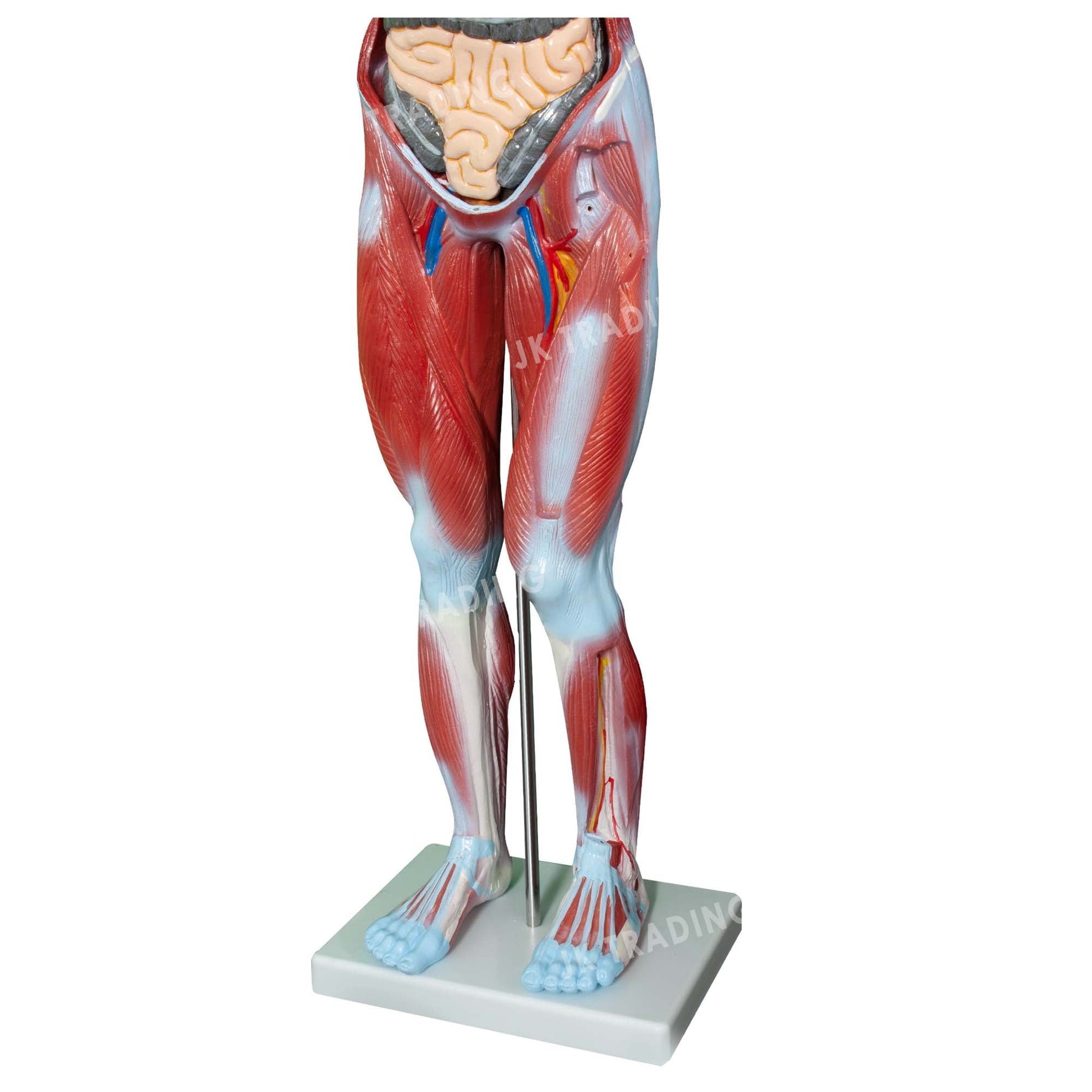 80cm Male Muscle Anatomy Model for medical and anatomy education