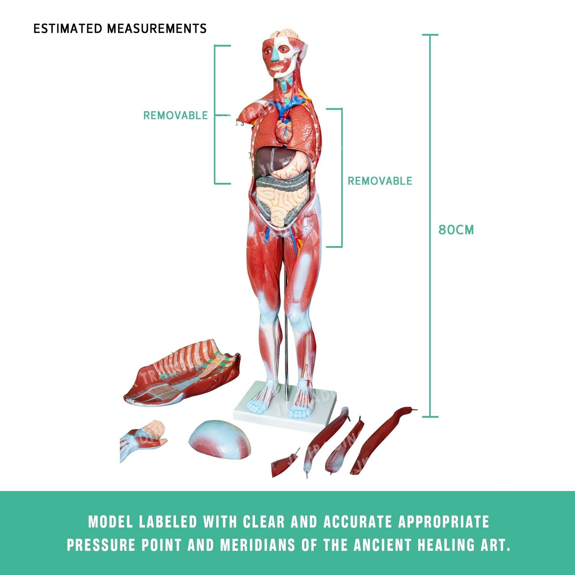 80cm Male Muscle Anatomy Model for medical and anatomy education