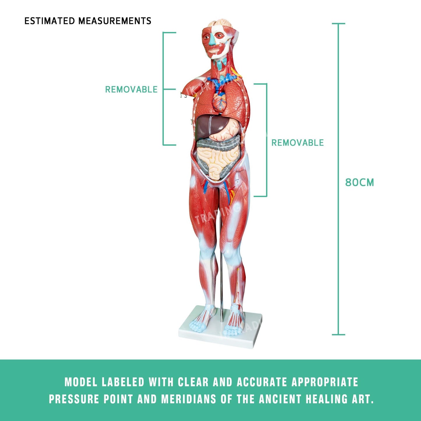 80cm Male Muscle Anatomy Model for medical and anatomy education