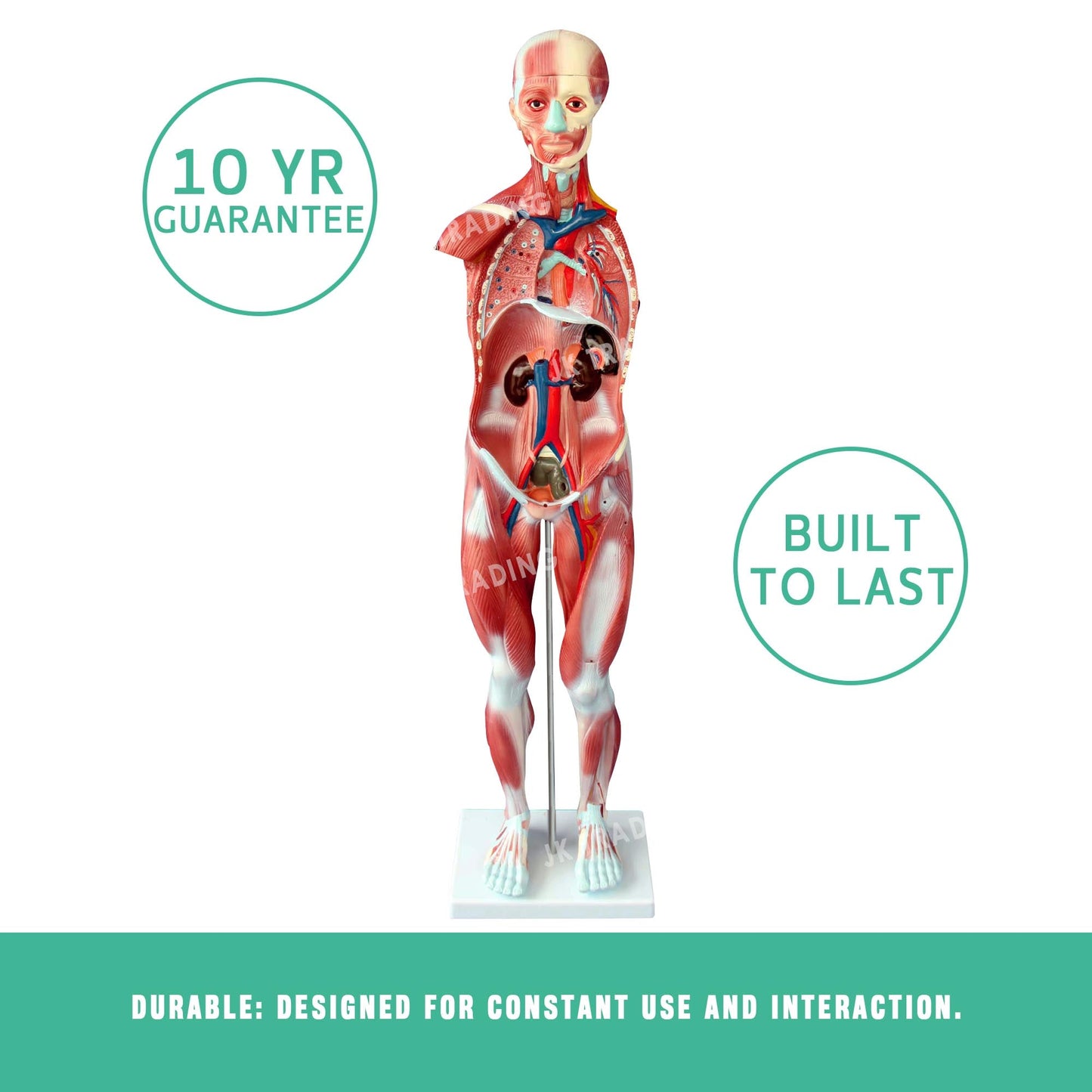 80cm Male Muscle Anatomy Model for medical and anatomy education