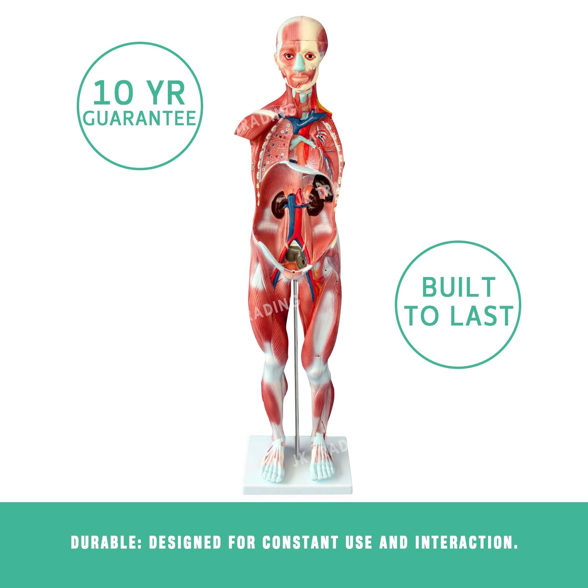 80cm Male Muscle Anatomy Model for medical and anatomy education