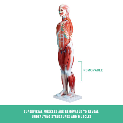 80cm Male Muscle Anatomy Model for medical and anatomy education