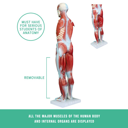 80cm Male Muscle Anatomy Model for medical and anatomy education