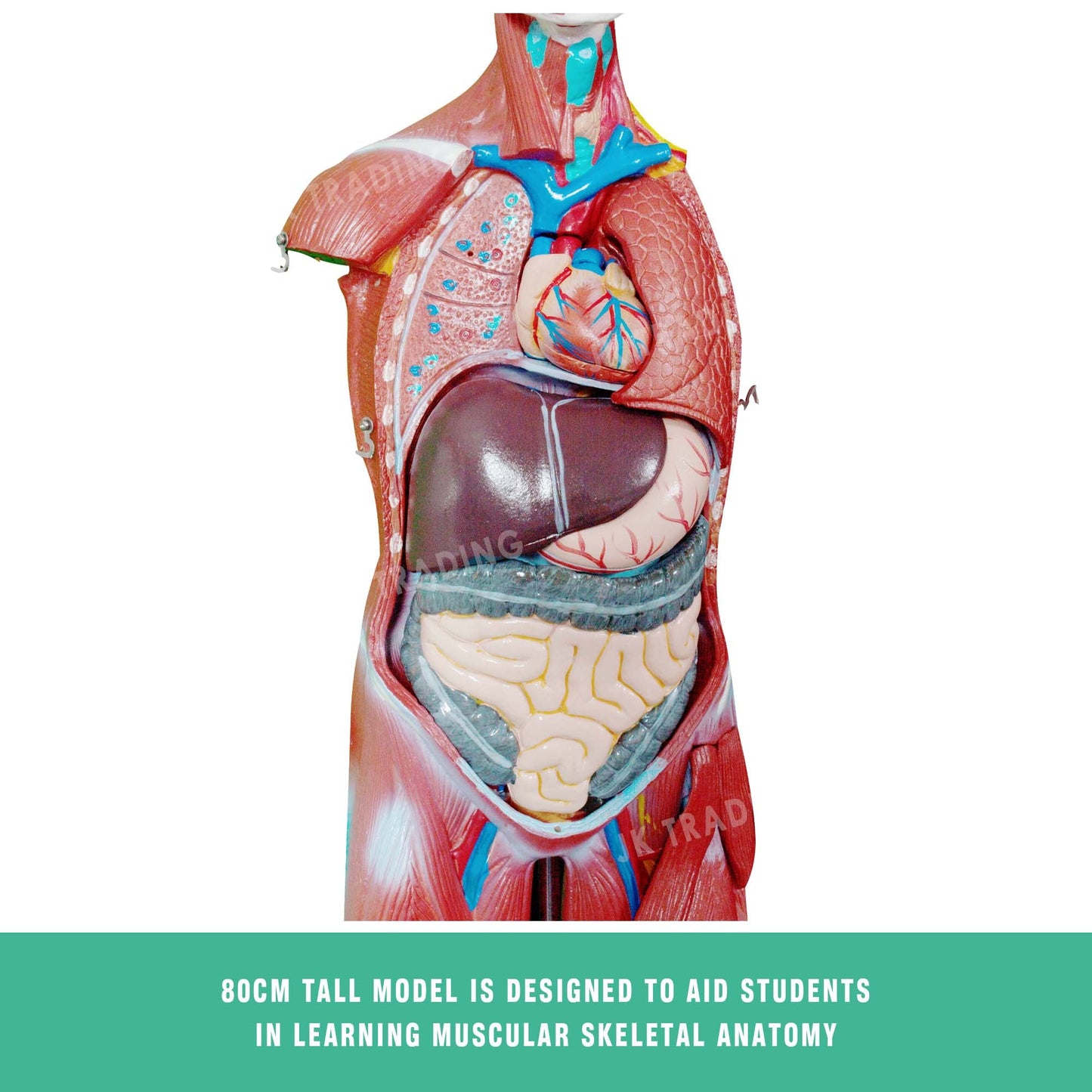 80cm Male Muscle Anatomy Model for medical and anatomy education