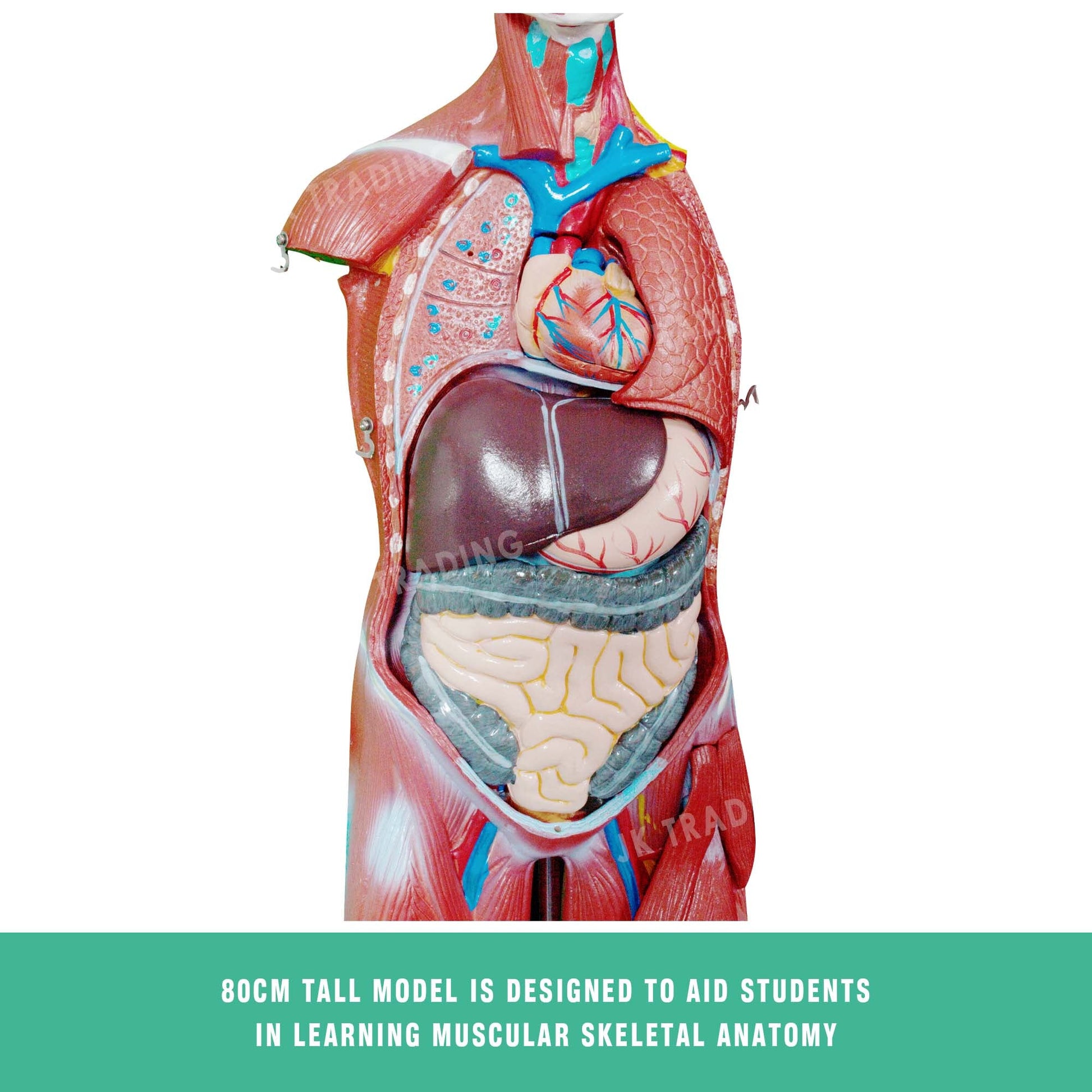 80cm Male Muscle Anatomy Model for medical and anatomy education