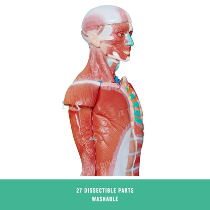 80cm Male Muscle Anatomy Model for medical and anatomy education