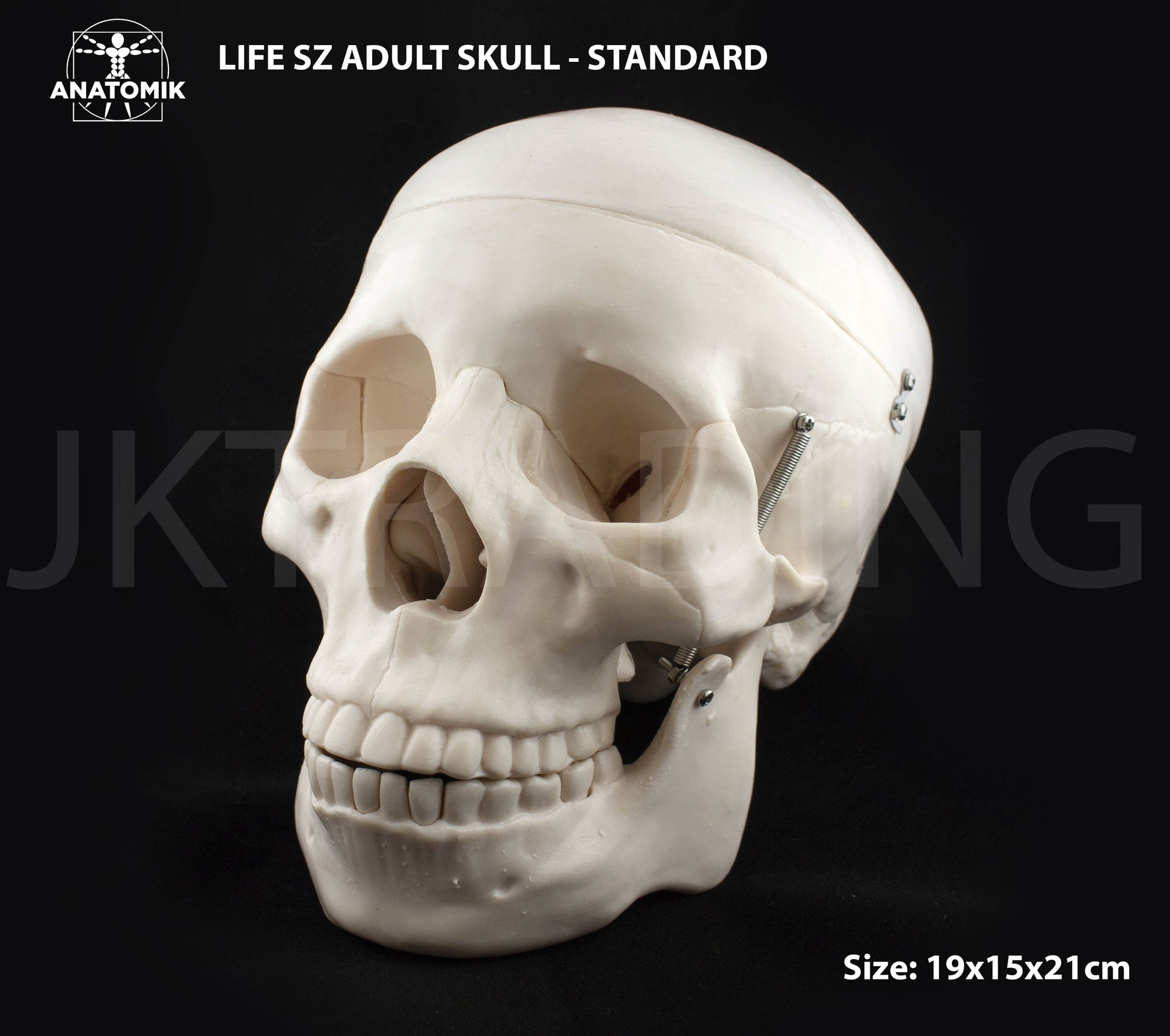 Life-Size Human Skull Anatomy Model for medical and anatomy education