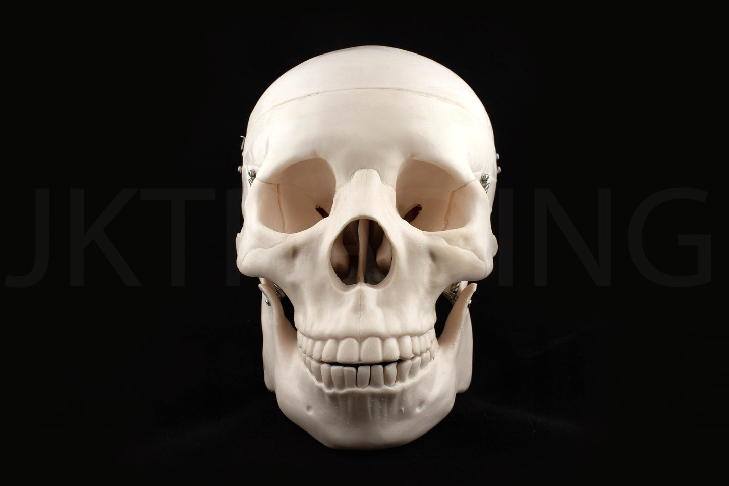Life-Size Human Skull Anatomy Model for medical and anatomy education
