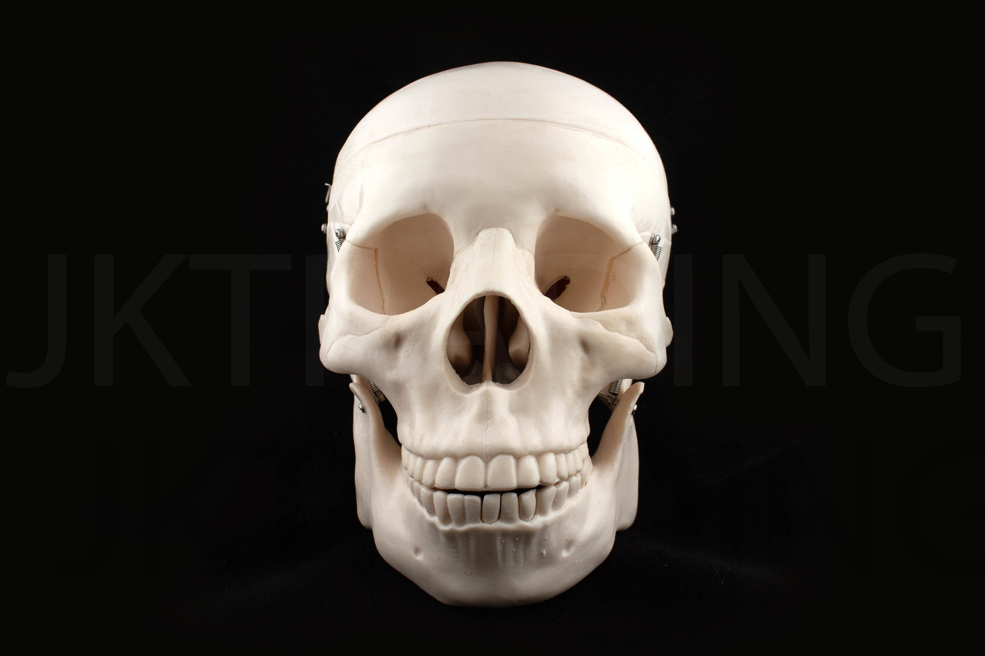 Life-Size Human Skull Anatomy Model for medical and anatomy education