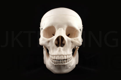 Life-Size Human Skull Anatomy Model for medical and anatomy education
