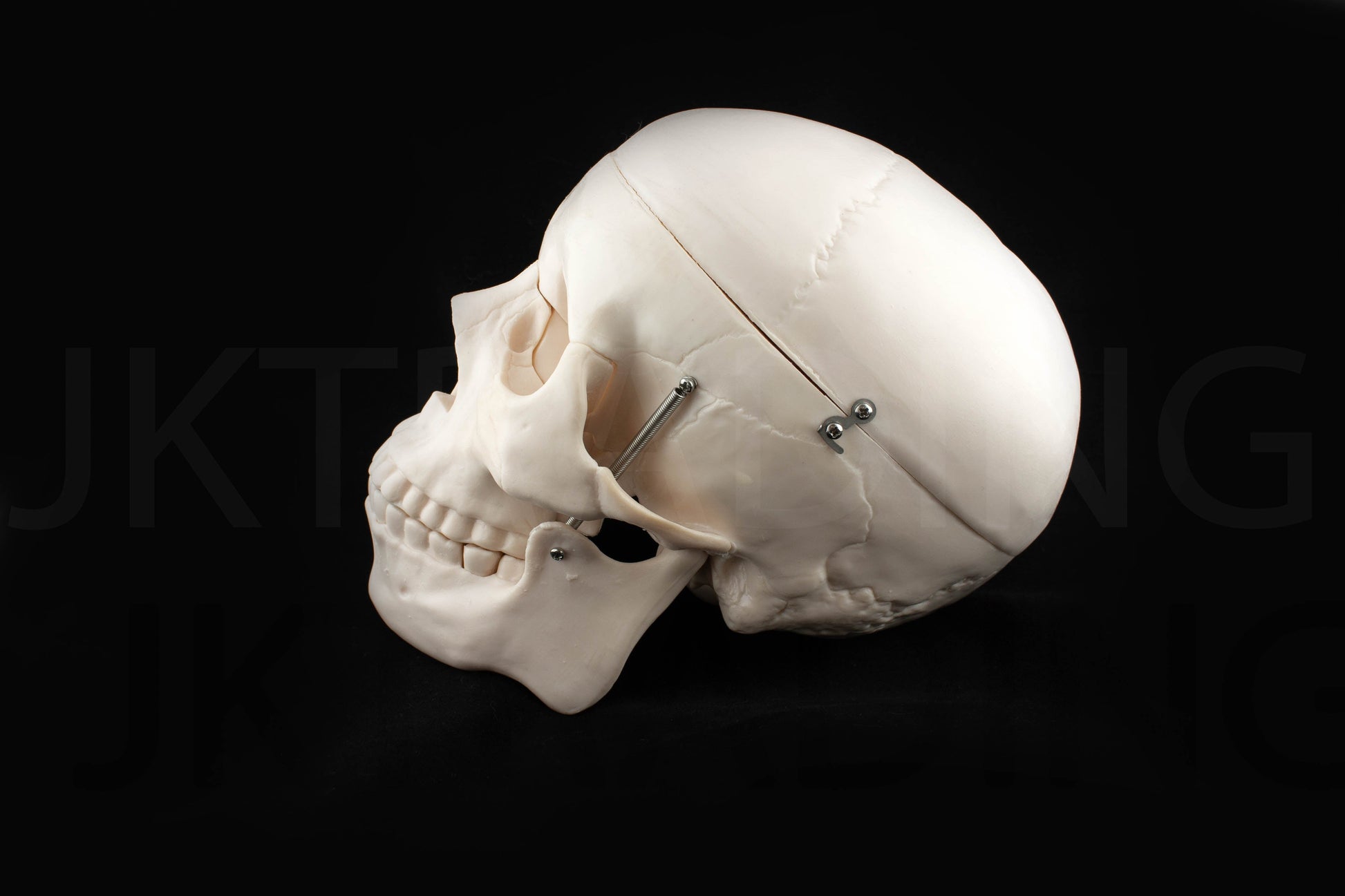 Life-Size Human Skull Anatomy Model for medical and anatomy education