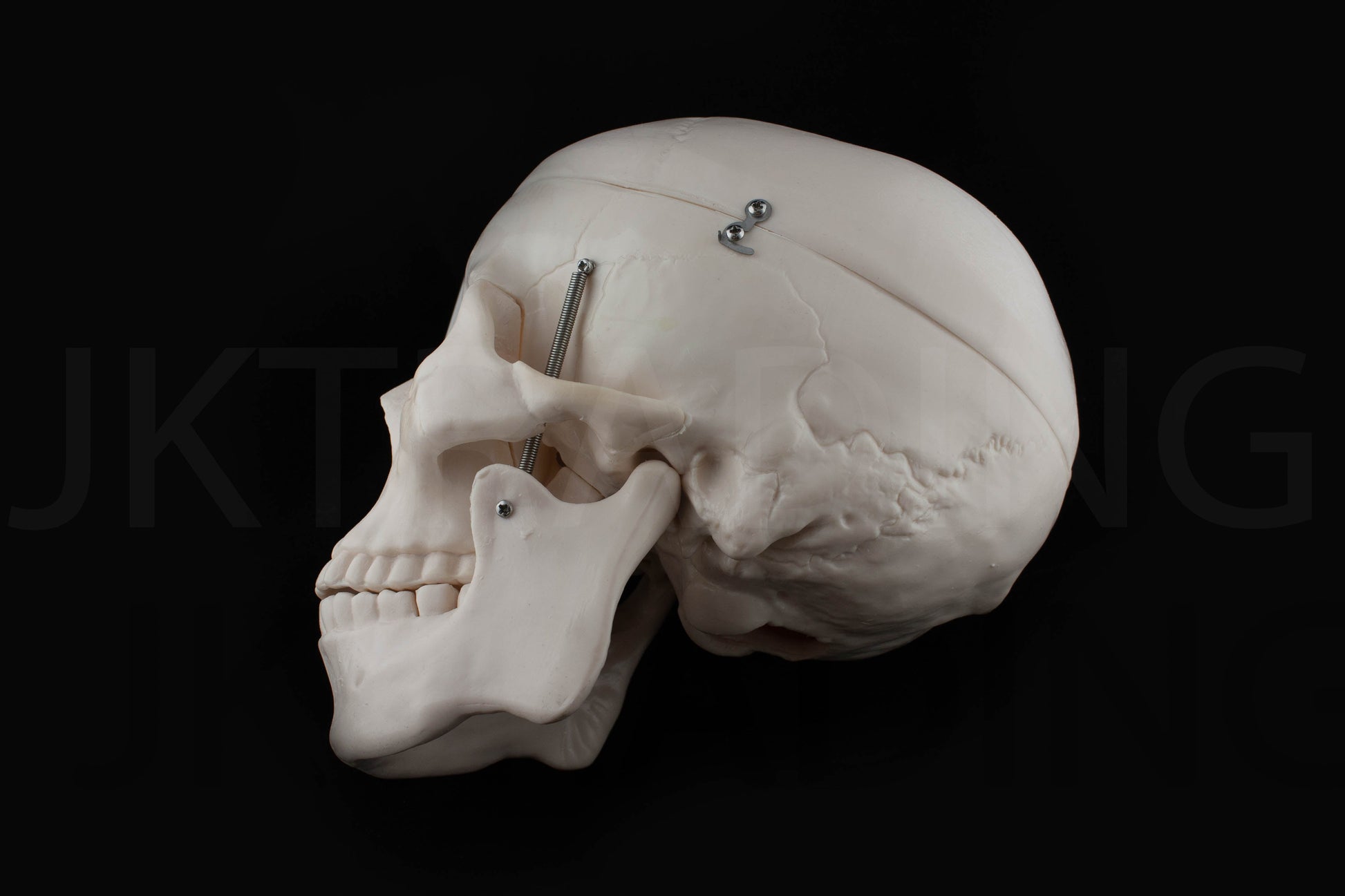 Life-Size Human Skull Anatomy Model for medical and anatomy education